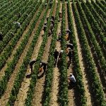 Thieves in Italy target prestigious winemaker, making off with €5 million haul: reports