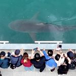 Large crowds watch as rescuers try to save stranded shark in South Korea
