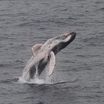 Southern right whales return to South Africa, drawing crowds to the coast