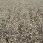 Seventeen EU leaders press Irish presidency to protect farm funding in next budget